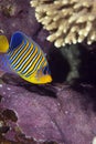 Regal angelfish Royalty Free Stock Photo