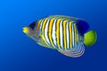 Regal Angelfish