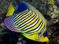 Regal Angelfish Royalty Free Stock Photo