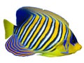 Regal Angelfish Royalty Free Stock Photo