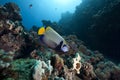 Regal angelfish and ocean