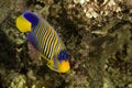 Regal angelfish (pygoplites diacanthus) Royalty Free Stock Photo