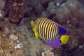 Regal angelfish (pygoplites diacanthus) Royalty Free Stock Photo