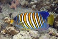 Regal Angelfish, Pygoplites diacanthus, swimming over coral reef