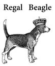 Regal Beagle