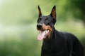 A regal black Doberman dog stands alert with perked ears