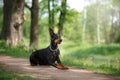 A regal black Doberman dog stands alert with perked ears