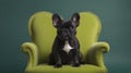 Regal black Frenchie perched on verdant throne.