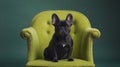 Regal black Frenchie perched on verdant throne, exuding majesty.