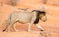 Regal black-maned Kalahari lion walking the red dunes