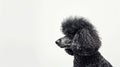 Regal Black Poodle in Monochromatic Elegance. Generative ai