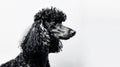 Regal Black Poodle in Monochromatic Elegance. Generative ai