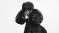 Regal Black Poodle in Monochromatic Elegance. Generative ai