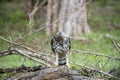A regal Changeable Hawk-Eagle perches majestically on a tree branch. Royalty Free Stock Photo