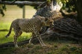 Regal Cheetah the fastest animal in the world