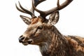 Beautiful animal style art pieces Regal Deer Portrait