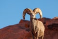 Regal Desert Bighorn Sheep Ram Royalty Free Stock Photo