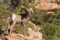 Regal Desert Bighorn Sheep Ram Royalty Free Stock Photo