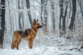 Regal German Shepherd dog standing in the snow within a forest setting, A regal german shepherd standing guard in a snowy forest Royalty Free Stock Photo