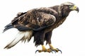 Regal golden eagle perched, showing off its sharp talons and intense gaze on a clear background. Royalty Free Stock Photo