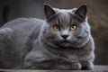 Regal gray cat with golden eyes lounges, soft fur begs to be touched in elegance