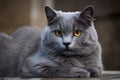 Regal gray cat with golden eyes lounges, soft fur begs to be touched in elegance
