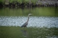 Regal gray heron bird atop a calm lake, surveying its surroundings with a watchful eye