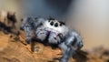 Regal jumping spider Royalty Free Stock Photo