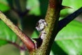 Regal jumping spider on Hercules club tree branch Royalty Free Stock Photo