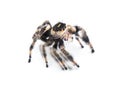 Regal jumping spider - Phidippus regius - isolated on white background close up side front face view Royalty Free Stock Photo