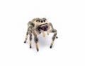 Regal jumping spider - Phidippus regius - large female. isolated on white background close up view. standing tall at full Royalty Free Stock Photo