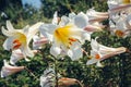 Regal lilies in garden Royalty Free Stock Photo