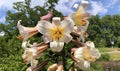 Regal lily, Royal lily, Kings lily, The Christmas lily, Lilium regale or Die Konigs-Lilie Flower Island Mainau