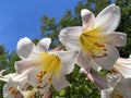 Regal lily, Royal lily, Kings lily, The Christmas lily, Lilium regale or Die KÃÂ¶nigs-Lilie, Mainau - Constance, Germany