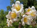 Regal lily, Royal lily, Kings lily, The Christmas lily, Lilium regale or Die KÃÂ¶nigs-Lilie, Mainau - Constance, Germany