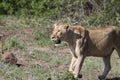 Regal lion strides across a sunlit meadow in its natural habitat.