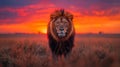 Regal lion at sunset vibrant wildlife photography with majestic stance in savannah Royalty Free Stock Photo