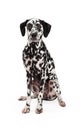 Regal Looking Dalmatian Dog Sitting