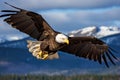 Regal Majestic eagle. Generate Ai Royalty Free Stock Photo