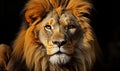 Regal Majesty Lion King Isolated on Black Background Royalty Free Stock Photo