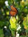 Regal Monarch Butterfly