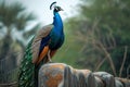 A regal peacock perches with pride against a textured stone