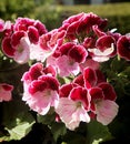 Regal Pelargonium geranium on the balcony