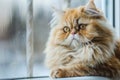 A regal Persian cat with luxurious fur sitting on a window sill, A regal Persian cat with luxurious fur