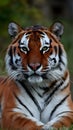 Regal portrait capturing the majestic essence of the Siberian tiger