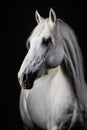 Regal Portrait of a Pure White Horse: Expertly Captured with Intricate Lighting in a Dark Studio. Generative AI Royalty Free Stock Photo