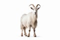 Regal Presence: Goat on a Blank White Space