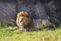 Regal Rest: Male Lion Lounges Amidst Serengeti's Meadowland Royalty Free Stock Photo