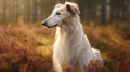 A regal Russian Borzoi dog poses gracefully, exuding elegance and charm in a captivating portrait.