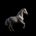 Regal Silver-White Horse in Dramatic Studio Lighting